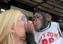 Virginia beija macaco na boca durante passeio em zoológico e brinca: “Que pegada é essa?”