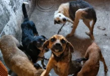 Suspeito de realizar eutanásia irregular em cães e manter animais em situação de maus-tratos é preso